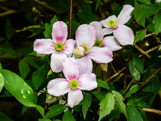 Obraz na płótnie Canvas Pink clematis blossoms