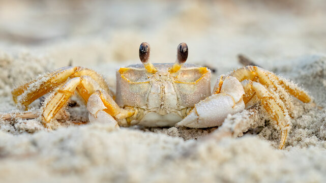 Atlantic ghost crab burying itself in the sand at the beach