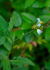 Obraz premium The star-shaped white flowers of Carolina horse nettle, Solanum carolinense, a toxic native plant in the nightshade or Solanaceae family. Also known as devil's tomato, bull nettle, or sand brier.