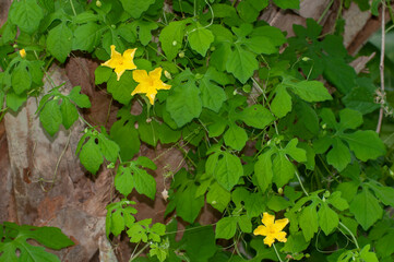 The pale yellow flowers and deeply lobed leaves of the Balsam Apple plant, Momordica balsamina,...