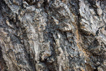 bark wood skin dry tree texture and background, nature life concept abstract