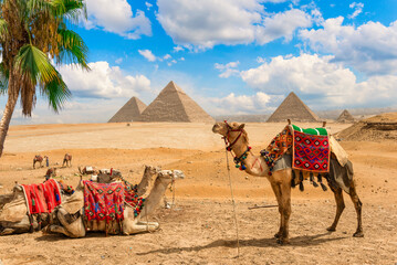 Camels resting in Giza