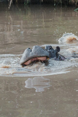 Submerged hippo peeking in river, Masai Mara