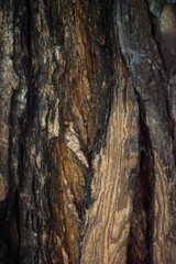 bark wood skin dry tree texture and background, nature life concept abstract