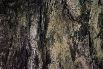 bark wood skin dry tree texture and background, nature life concept abstract