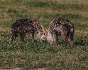 Young spotted hyena on Ol Pejeta grasslands