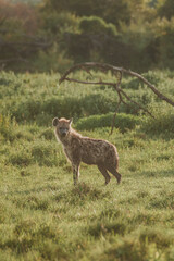Spotted hyena in golden light, Masai Mara