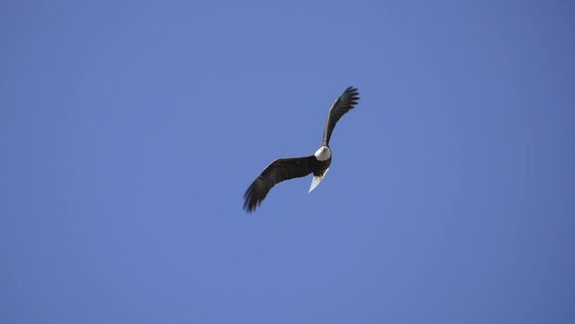 Bald Eagle flying through the blue sky in slow motion over Utah.