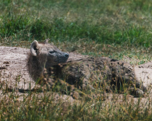 Fototapeta premium Resting hyena in sunlight, Masai Mara grassland