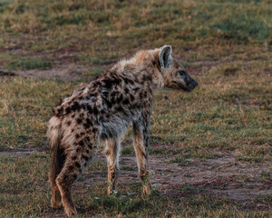 Alert hyena on Masai Mara plain at dusk
