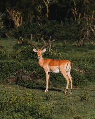 Impala with striking horns in Masai Mara sunlight