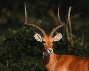 Impala with striking horns in Masai Mara sunlight