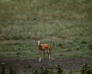 Impala with striking horns in Masai Mara sunlight