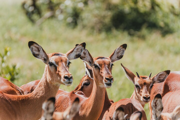 Curious impala group in lush Masai Mara