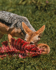 Jackal feasting on a carcass in Masai Mara