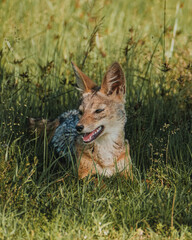 Jackal on the prowl in Ol Pejeta's golden hour