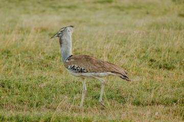 Kori bustard strides across Ol Pejeta grasslands