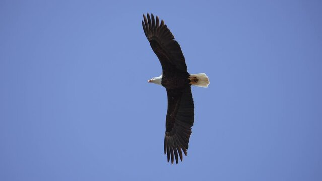 Bald Eagle flying overhead in blue sky in slow motion over Utah.