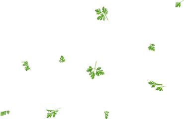falling green parsley leaf