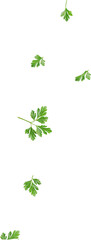 falling green parsley leaf