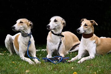 Gruppe liegender ungarischer Windhunde Magyar Agar