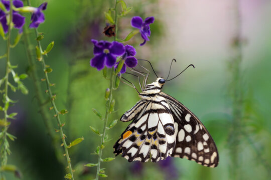 The Lime Butterfly gathering nectar from flowers, Thailand