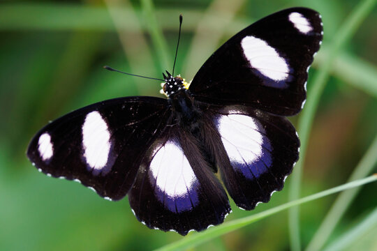 Top view of a male Danaid Eggfly butterfly standing in a meadow.