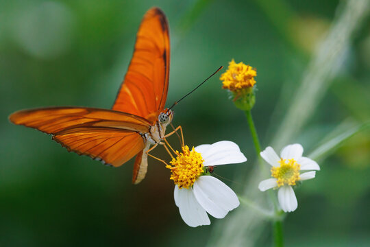 Large orange butterfly Julia Heliconian on wild daisy flower