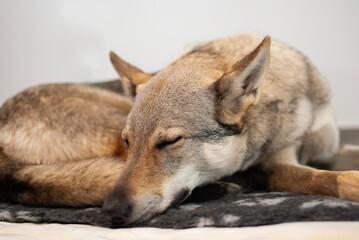 Schlafender Tschechischer Wolfshund - obrazy, fototapety, plakaty