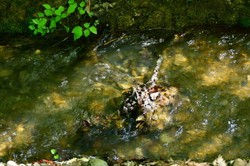 the stream with its plants