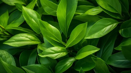 Fototapeta na wymiar Fresh organic green tea leaves, close-up, natural and antioxidant-rich,