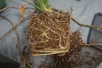 Transplanting monstera houseplant. Home gardening, greenery concept. © MarsiWWW