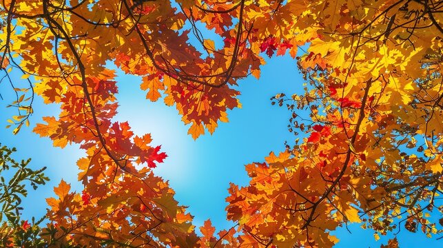 The image shows a heart-shaped opening in the branches of a tree, with branches forming the heart shape. The leaves are orange and yellow in color. The sky is blue and clear.


