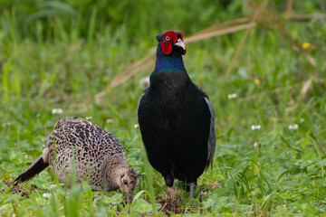 食事中の雌を守る雄のキジ