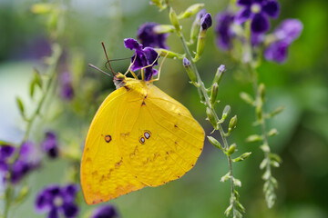 Female Lemon Emigrant butterfly gathering pollen on skyflower.