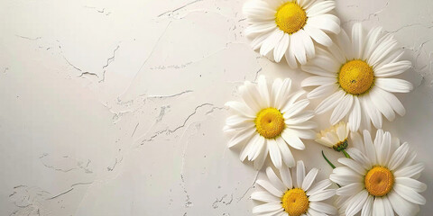 Beautiful daisies blooming against a weathered white wall with a prominent crack running through the middle