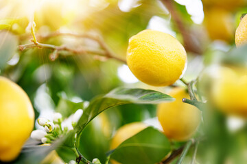 Ripe lemons on a tree in radiant sunshine. Vertical close-up.