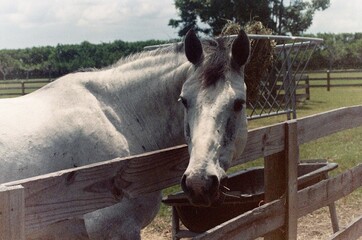 White Horse Enjoying the Sunshine
