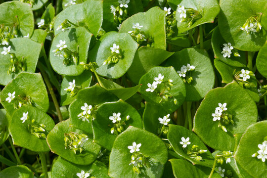  Fresh flowering winter purslane plants close up full frame as background