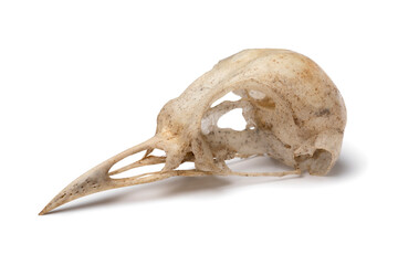 Clean skull of a common blackbird close up isolated on white background