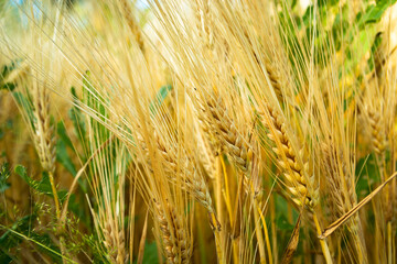 Close-up of ears of grain in the field, summer day in June