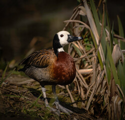 duck by the pond