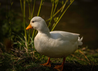 white duck in the grass