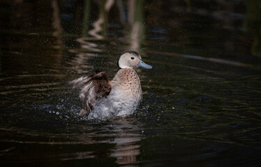 duck on the water splashing wings