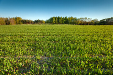 Green grain growing in a rural field, spring sunny day