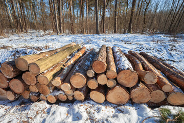 Cut tree logs lying in winter forest, sunny February day