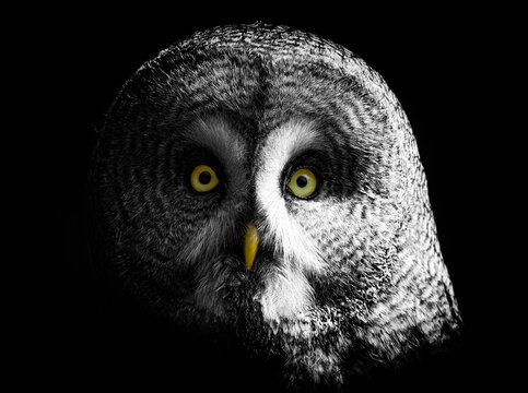 great grey owl portrait 2