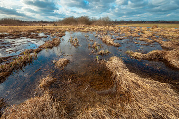 A swampy area with thick grass, a cloudy February day