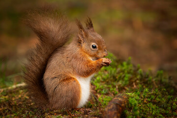 red squirrel sat eating nut