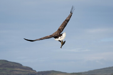 white tailed eagle in flight with fish